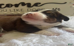 Bernedoodle dogs for sale: Tri Color Girl - Image 8