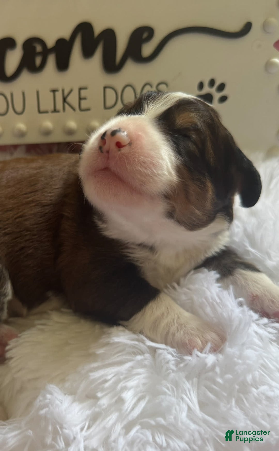 Bernedoodle dogs for sale: Tri Color Girl - Image 8