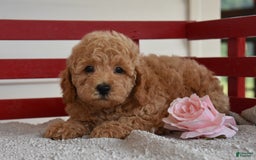 Cockapoo dogs for sale: Sheldon - Image 5