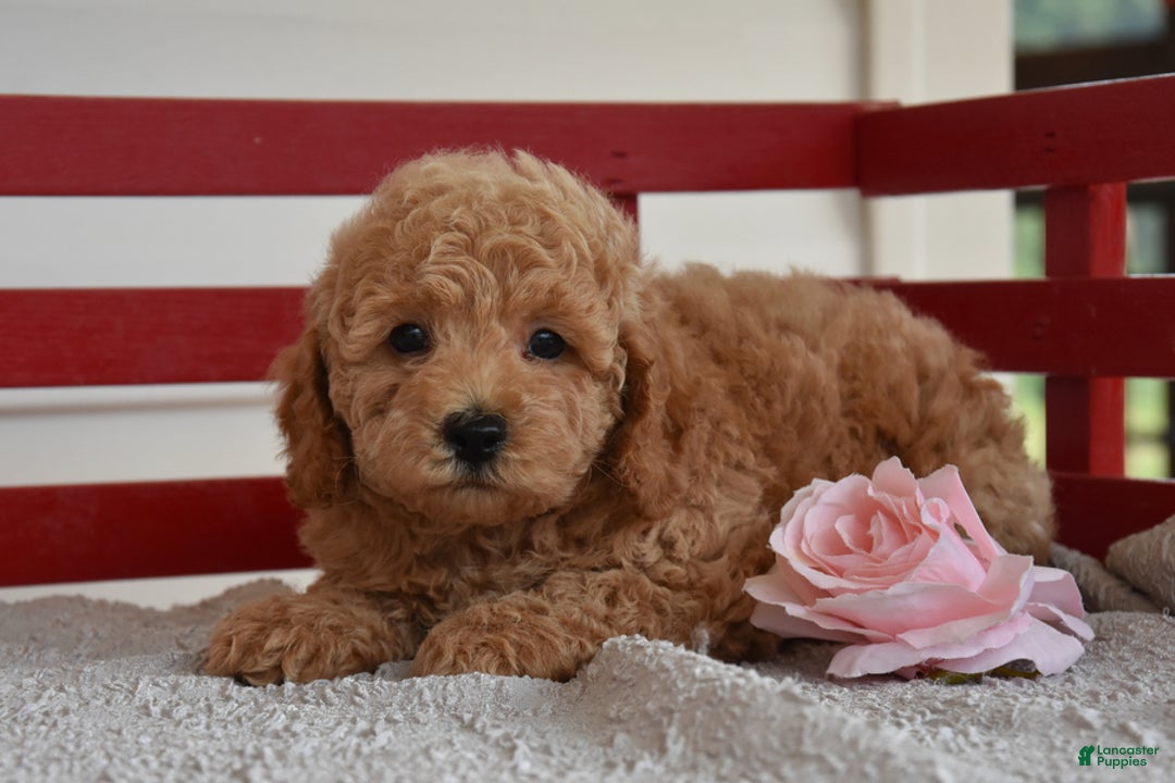 Cockapoo dogs for sale: Sheldon - Image 5