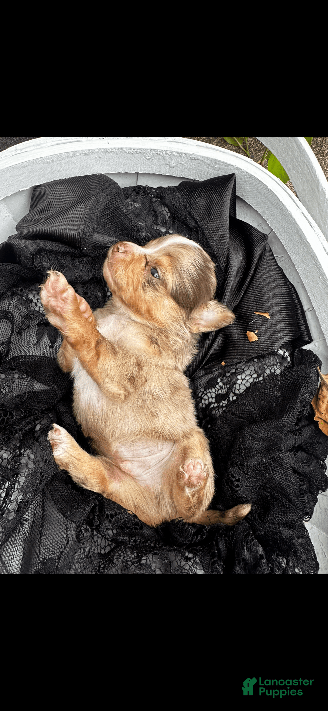 Chihuahua dogs for sale: Armani - Image 5