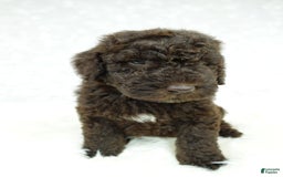 Newfypoo dogs for sale: Marley F1b - Image 3