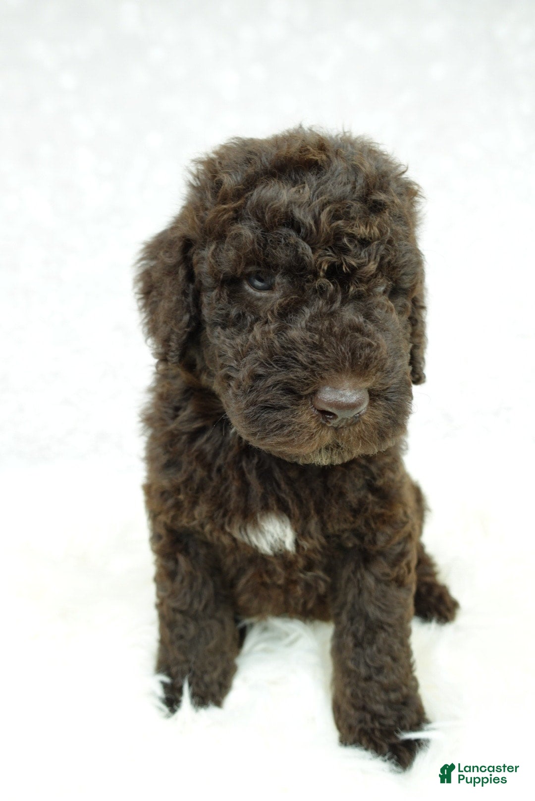 Newfypoo dogs for sale: Marley F1b - Image 3