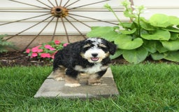 Mini Bernedoodle dogs for sale: Pongo - Image 6