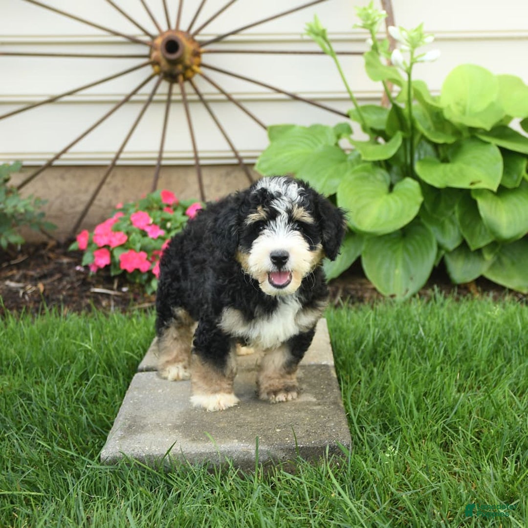 Mini Bernedoodle dogs for sale: Pongo - Image 6