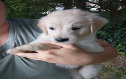 Golden Retriever dogs for sale: Picasso - Image 23