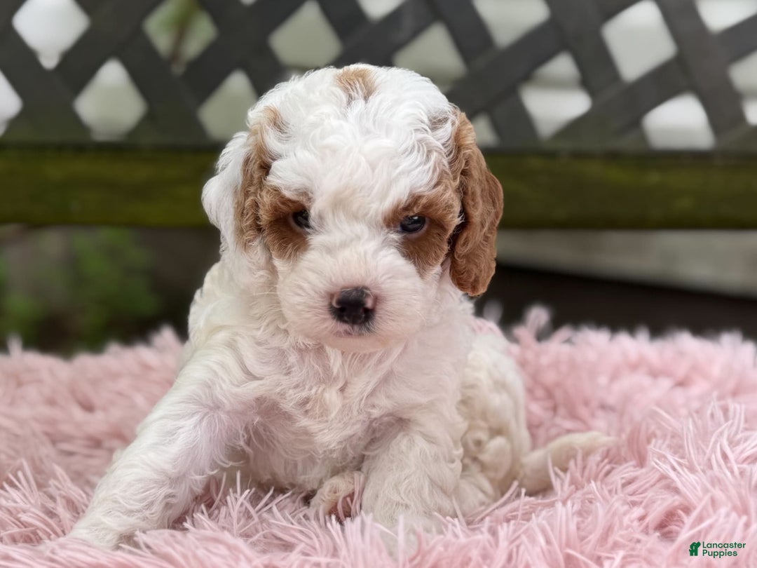 Cavapoo dogs for sale: Bianca - Image 3