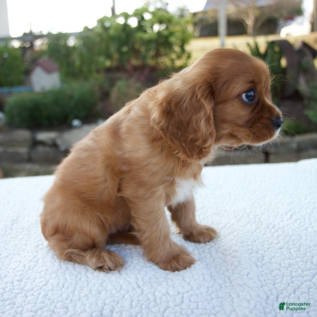 Cavalier King Charles Spaniel dogs for sale: Cruz - Image 6