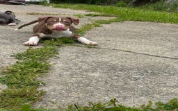 American Bully dogs for sale: Brookie - Image 6