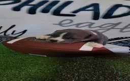 American Bully dogs for sale: Ashley - Image 4