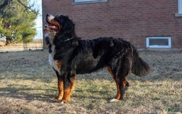 Bernese Mountain Dog dogs for sale: Beau - Image 7