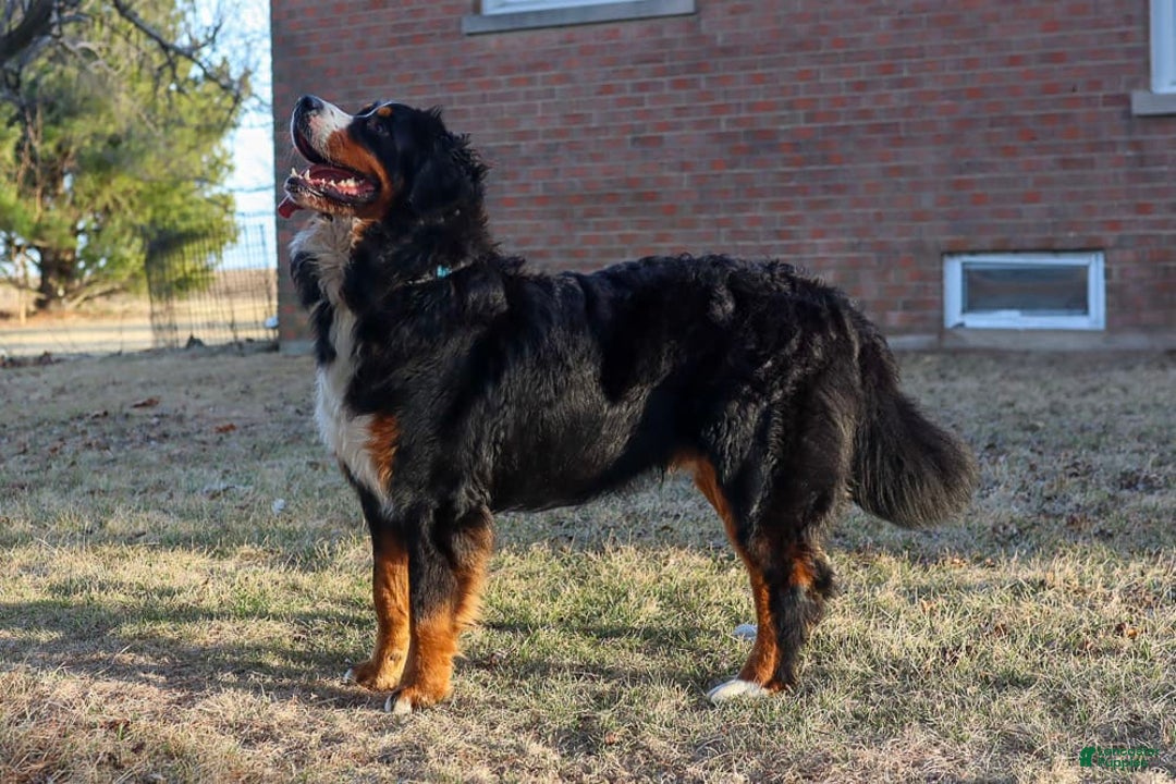 Bernese Mountain Dog dogs for sale: Beau - Image 7