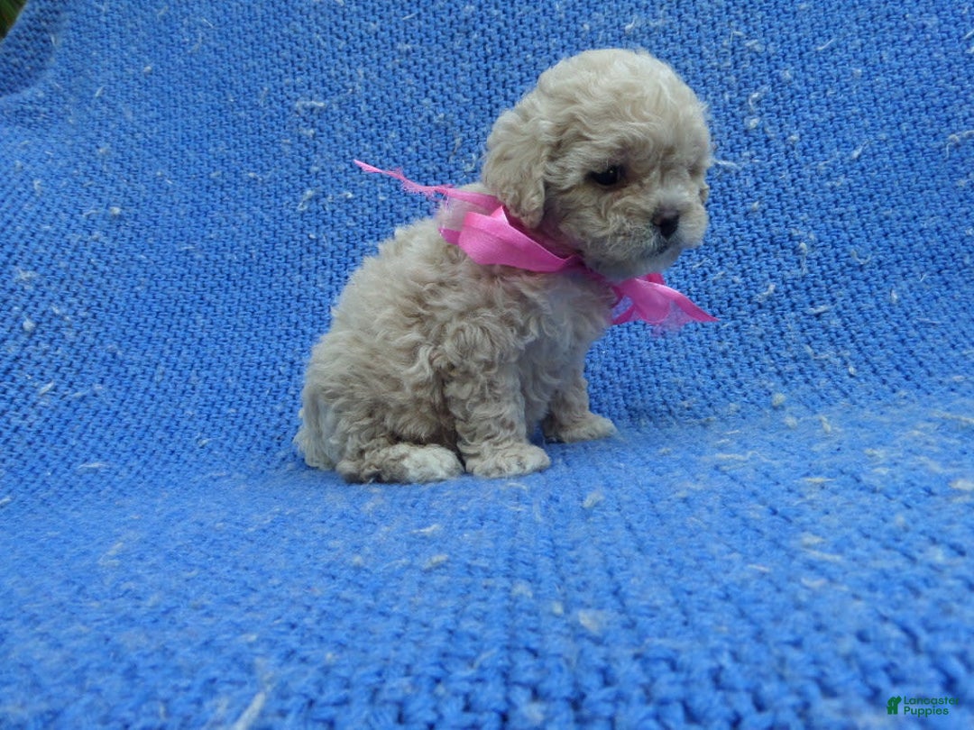 Toy Poodle dogs for sale: Faith - Image 1