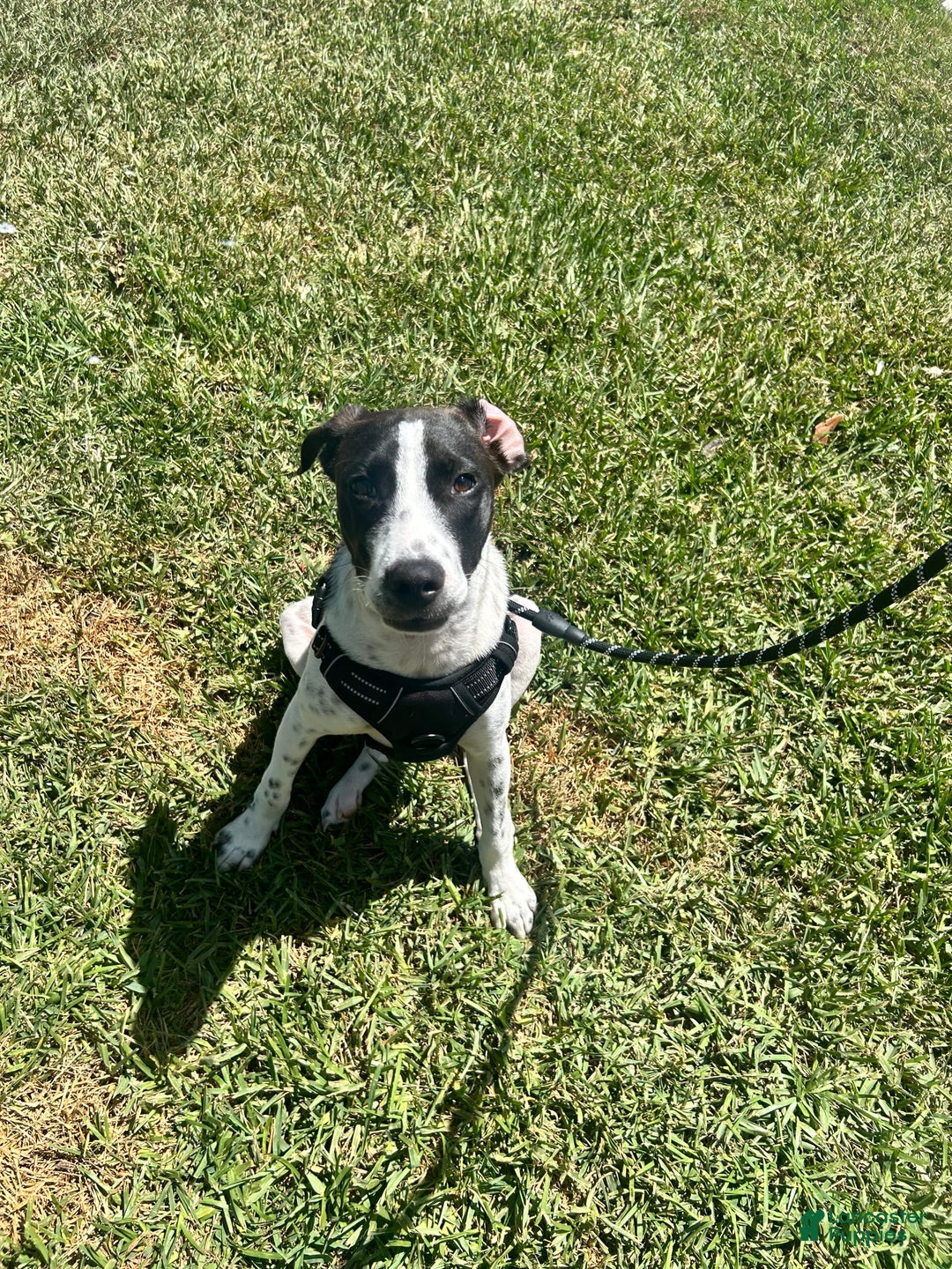 German Shorthaired Pointer dogs for sale: Bently - Image 5