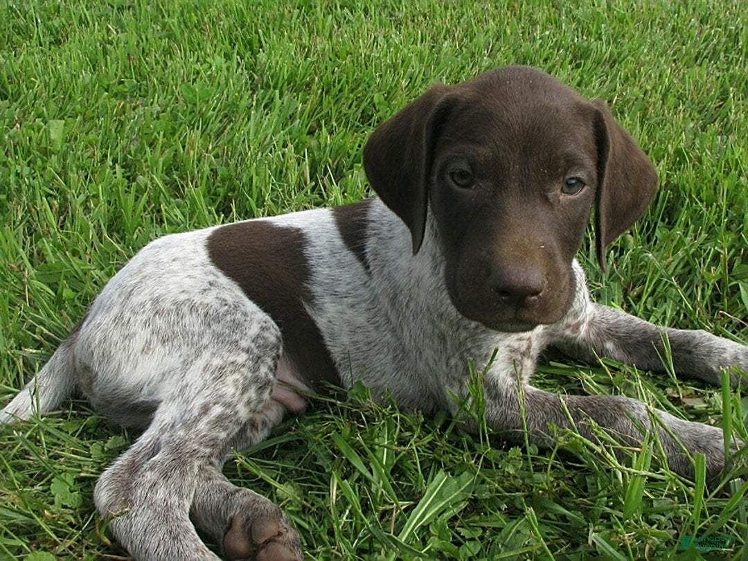 German Shorthaired Pointer dogs for sale: Tyson - Image 1