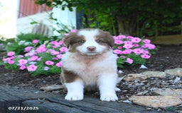 Australian Shepherd dogs for sale: Blossom - Image 4