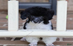 Miniature Poodle dogs for sale: Nugget - Image 11