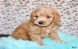 Cockapoo dogs for sale: Biscuit - Image 12