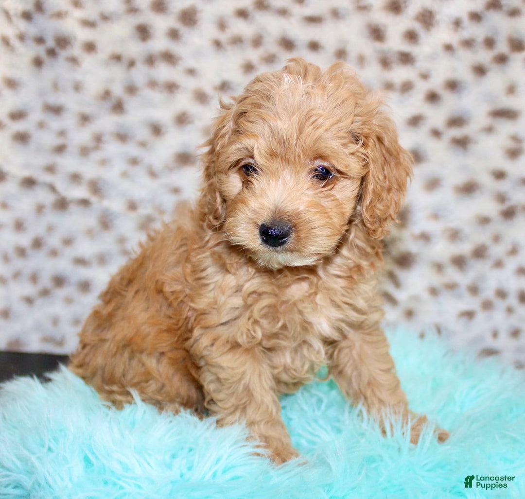 Cockapoo dogs for sale: Biscuit - Image 12