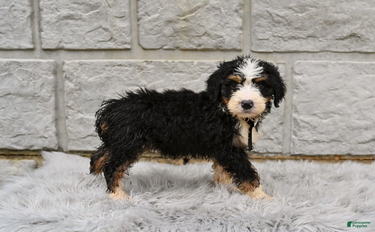 Bernedoodle dogs for sale - Ad 3