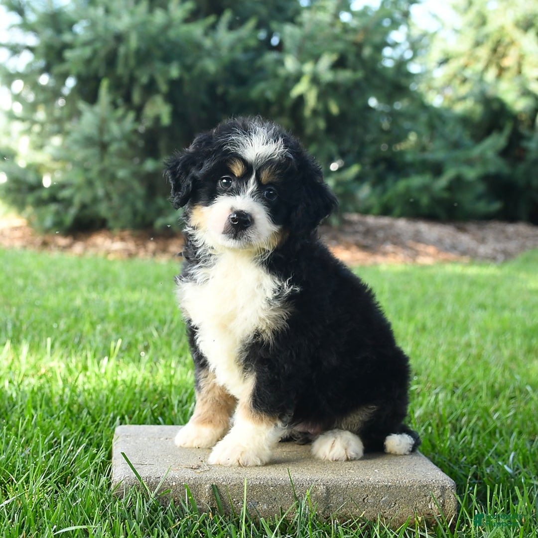 Mini Bernedoodle dogs for sale: Penny - Image 9