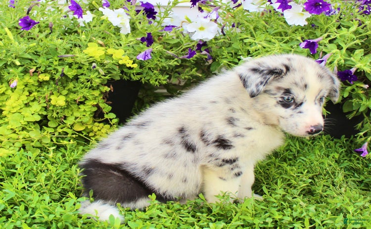 Australian Shepherd dogs for sale - Ad 5