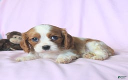 Cavalier King Charles Spaniel dogs for sale: Jason - Image 3