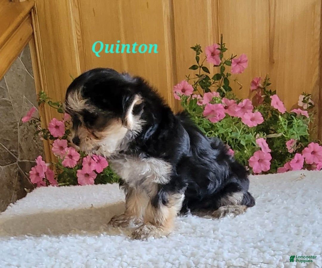 Morkie dogs for sale: Quinton - Image 3