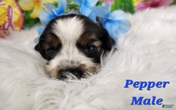 English Springer Spaniel dogs for sale: Pepper - Image 1