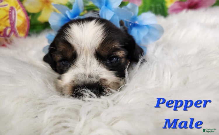 English Springer Spaniel dogs for sale - Ad 5