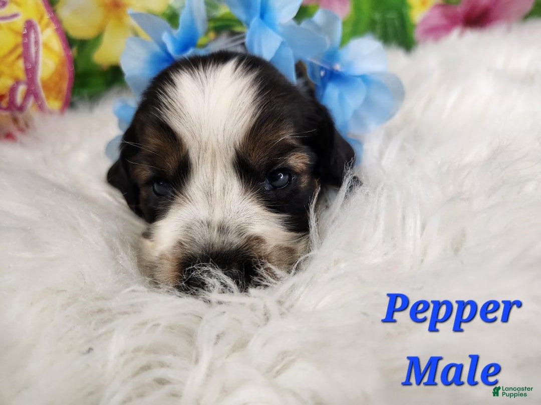 English Springer Spaniel dogs for sale: Pepper - Image 1