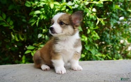 American Corgi dogs for sale: Slate - Image 6