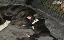Great Dane dogs for sale: Purple Girl - Image 5