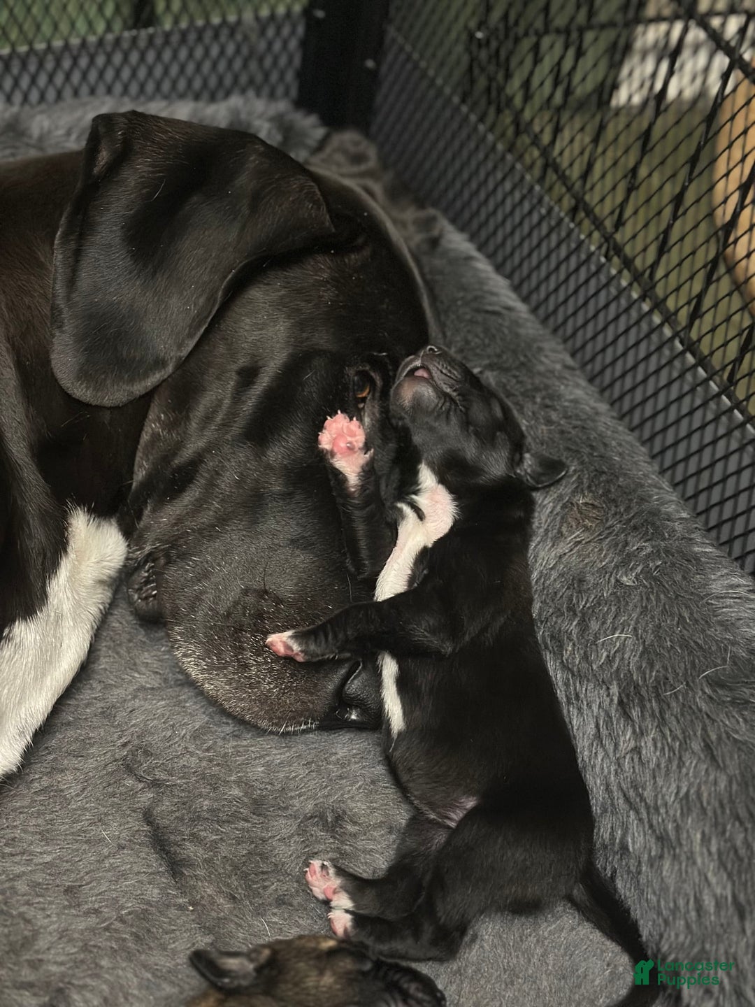 Great Dane dogs for sale: Purple Girl - Image 5