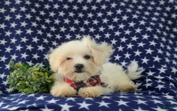 Maltese dogs for sale: Griffith - Image 2