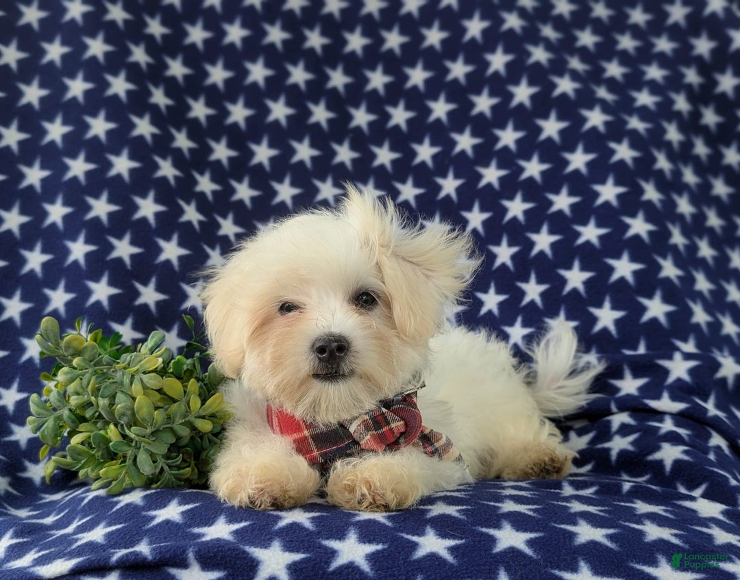 Maltese dogs for sale: Griffith - Image 2