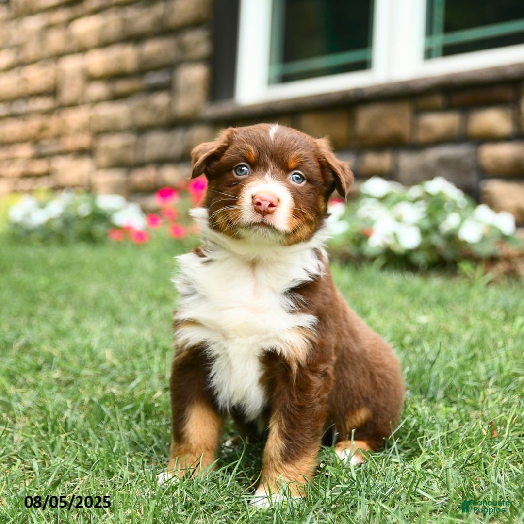 Australian Shepherd dogs for sale: Mauve - Image 3