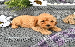 Cavapoo dogs for sale: Faith - Image 6