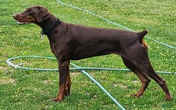 Doberman Pinscher dogs for sale: Athena Orange Collar Female - Image 8