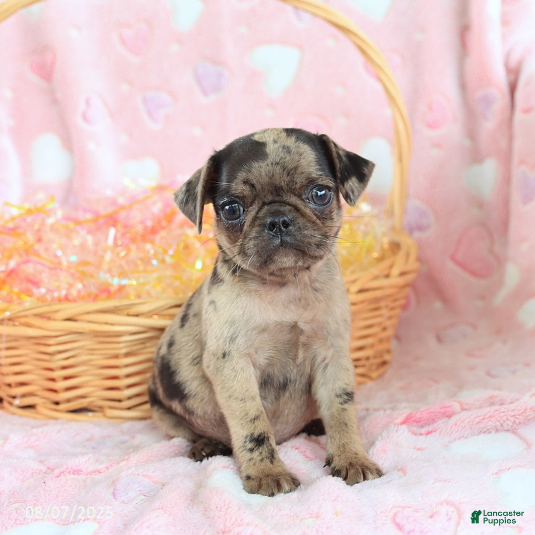 Pug dogs for sale: Amber - Image 1