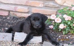 Labrador Retriever dogs for sale: Hunter - Image 8
