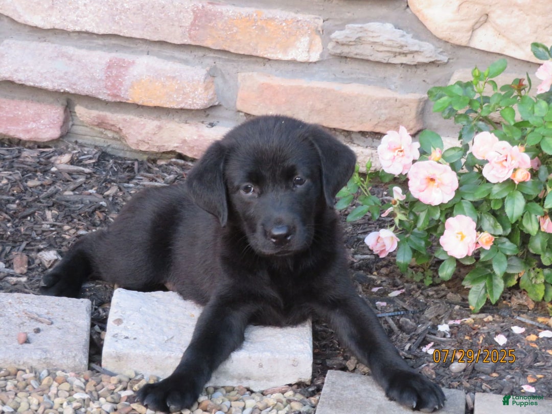 Labrador Retriever dogs for sale: Hunter - Image 8