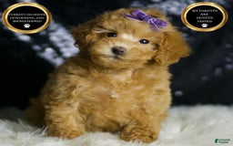 Maltipoo dogs for sale: Connie - Image 1