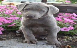 Labrador Retriever dogs for sale: Caleb - Image 1