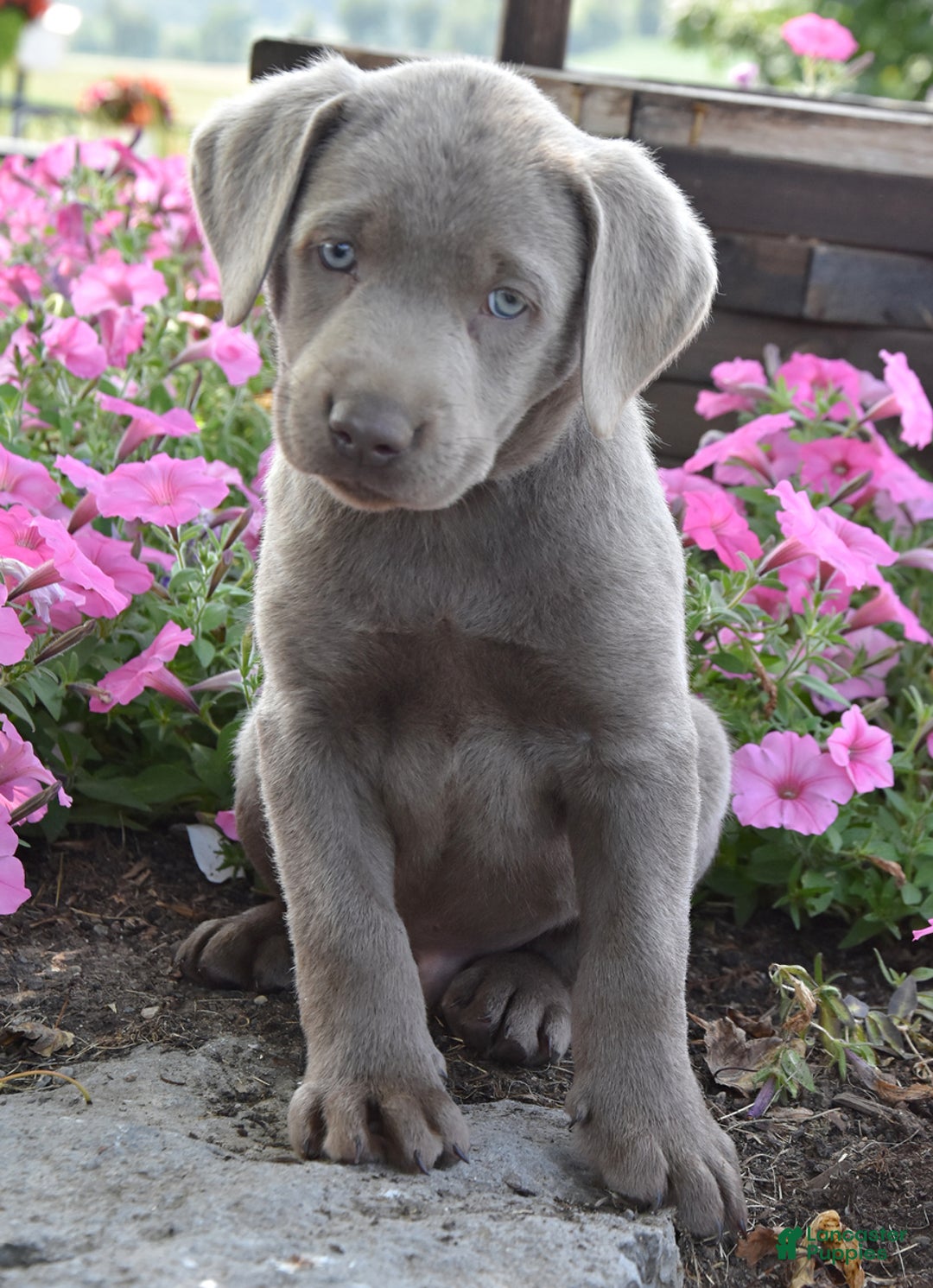 Labrador Retriever dogs for sale: Caleb - Image 1