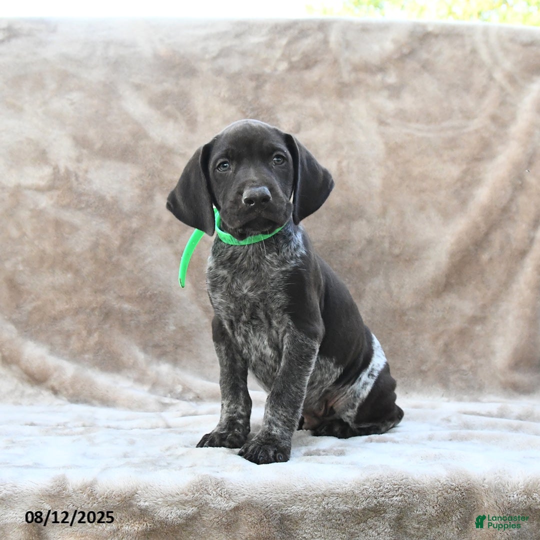 German Shorthaired Pointer dogs for sale: Nashville - Image 4