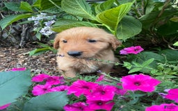 Golden Retriever dogs for sale: Jasper - Image 1