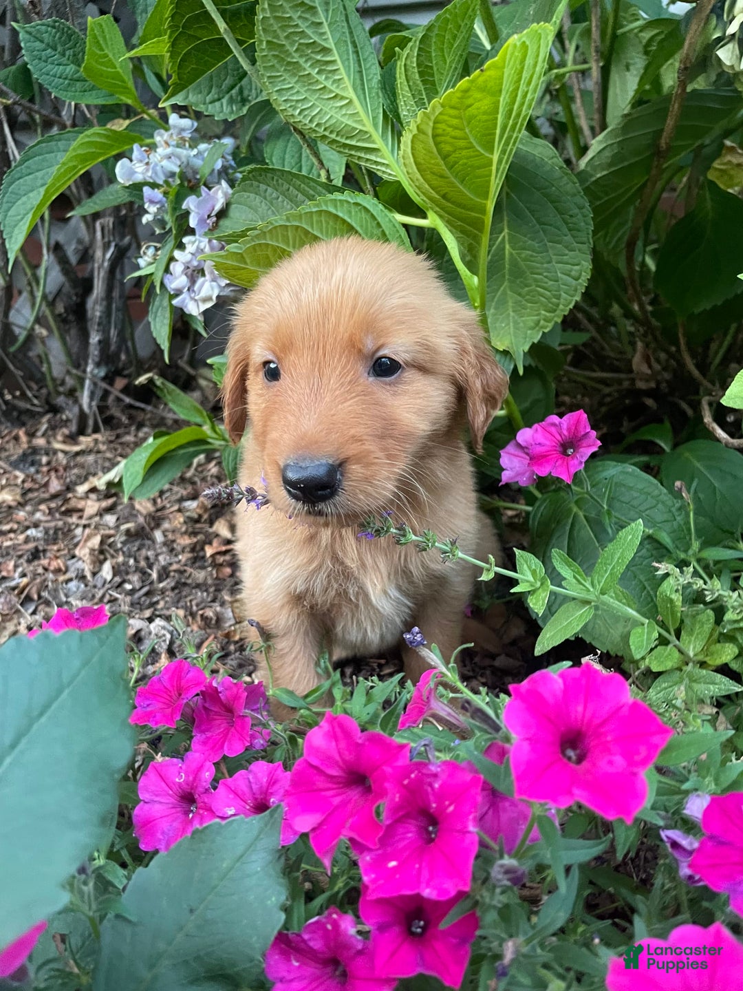 Golden Retriever dogs for sale: Jasper - Image 1