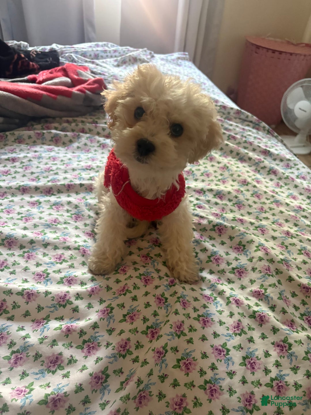 Maltipoo dogs for sale: Lulu - Image 1