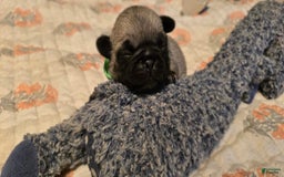 Pug dogs for sale: Derek - Image 19